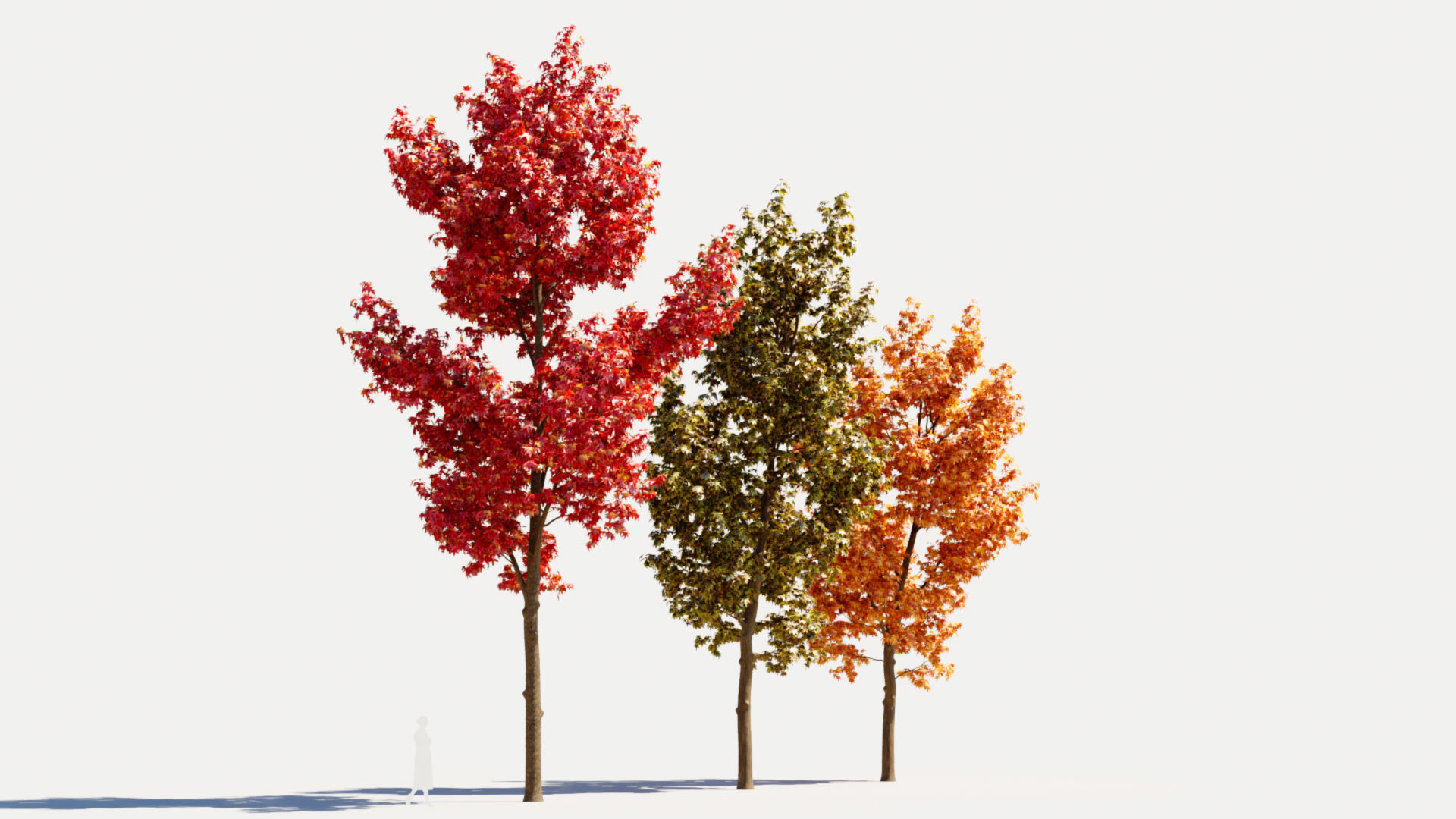 Liquidambar formosana d 3D model_6