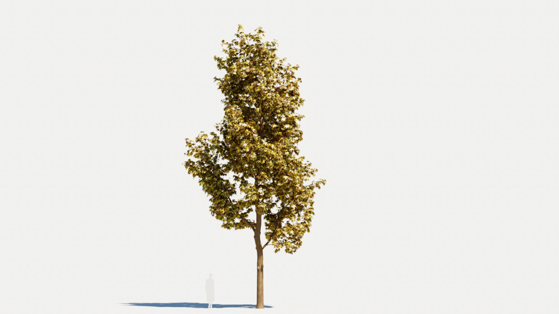 Liquidambar formosana d 3D model_9