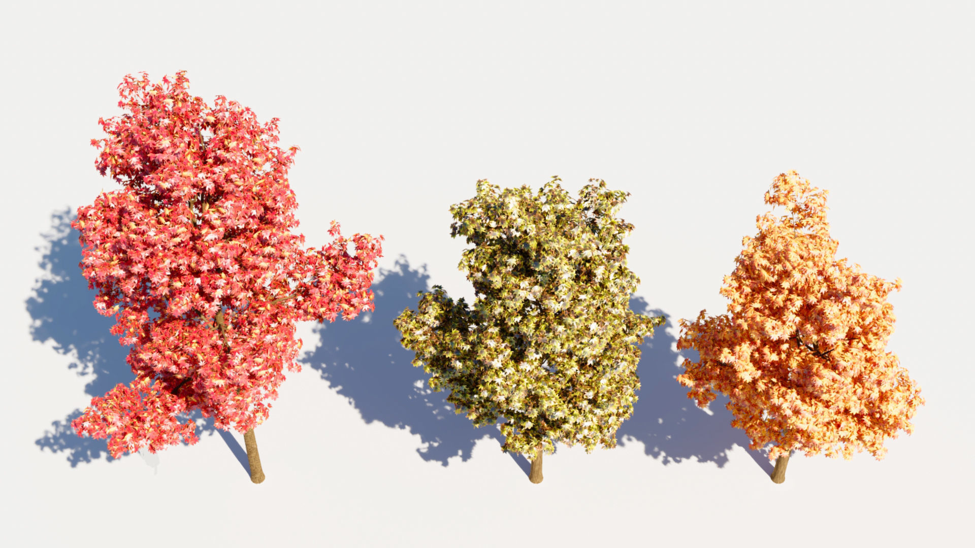 Liquidambar formosana d 3D model_5