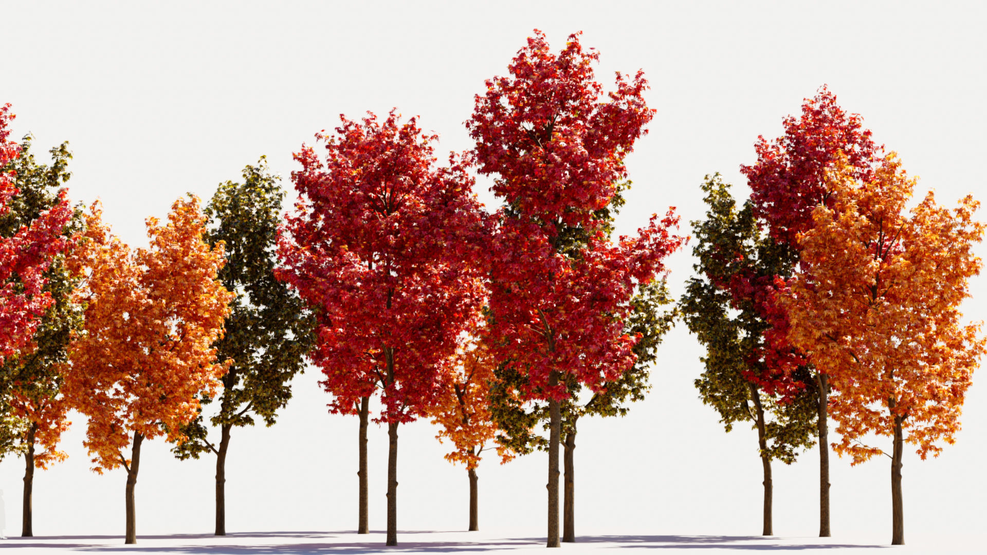 Liquidambar formosana d 3D model_1