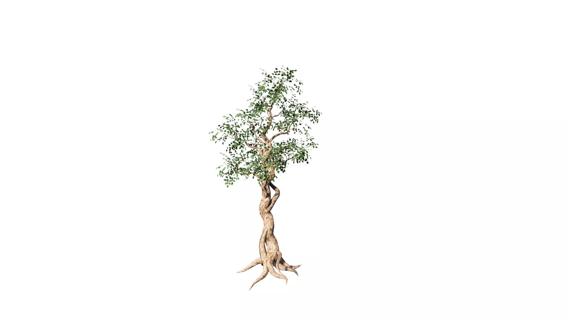 banyan beringin ficus plants Free 3D model