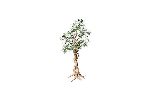 banyan beringin ficus plants Free 3D model