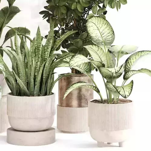 Indoor Plant Set 0115 3D model