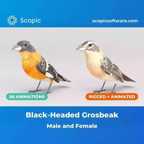 3D Bird Pack Black Headed Grosbeak Male and Female