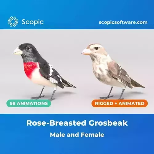 3D Bird Pack Rose-Breasted Grosbeak Male and Female