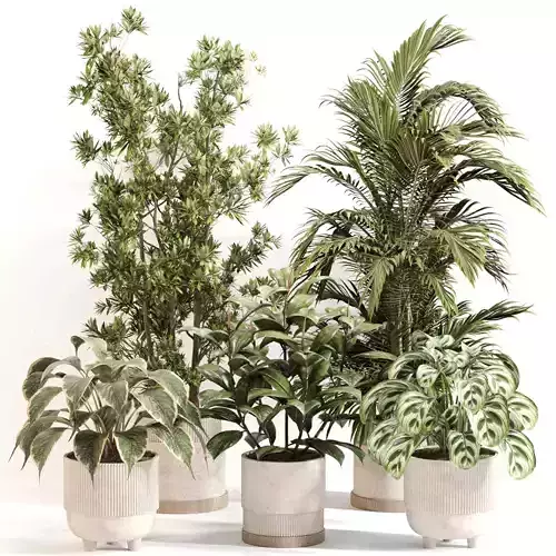 Indoor Plant Set 0116