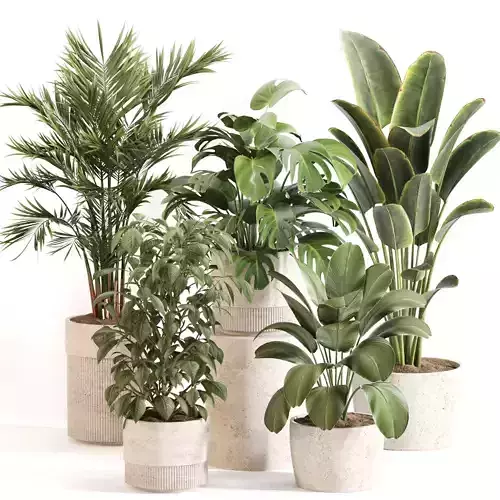 Indoor Plant Set 0117
