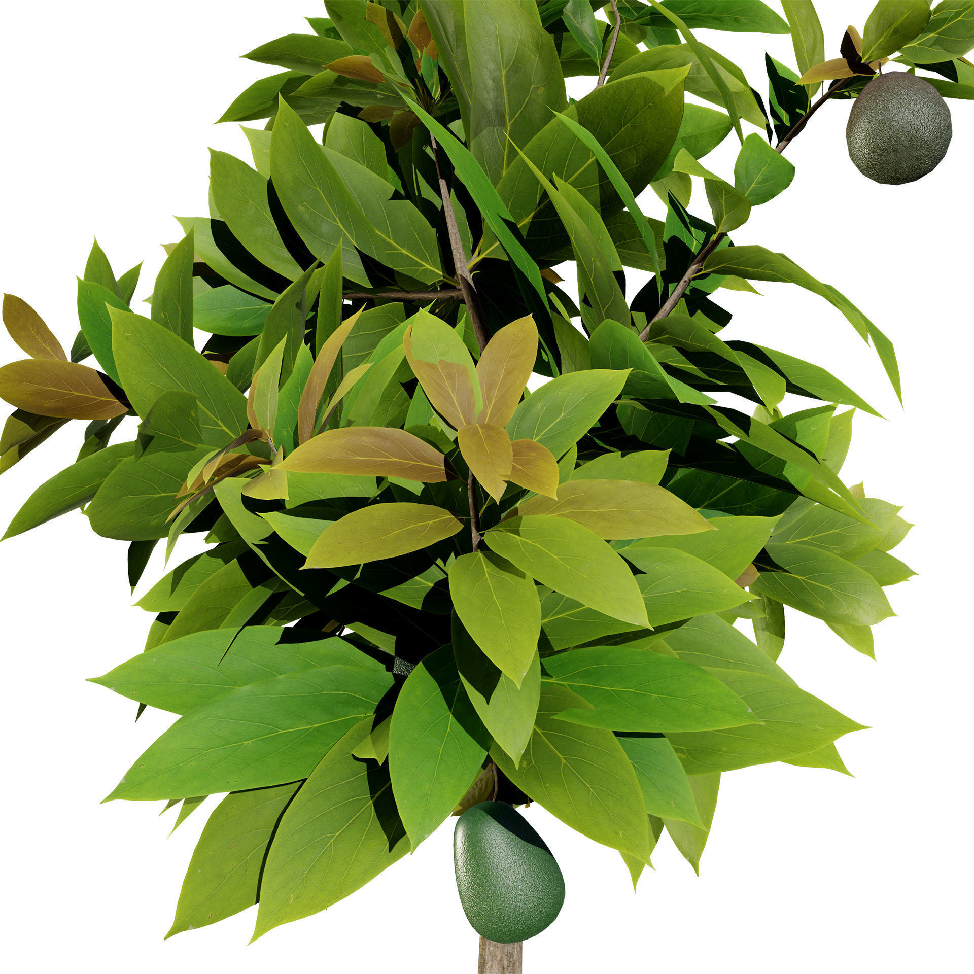 Realistic Avocado Tree 3D Model Low-poly 3D model_4