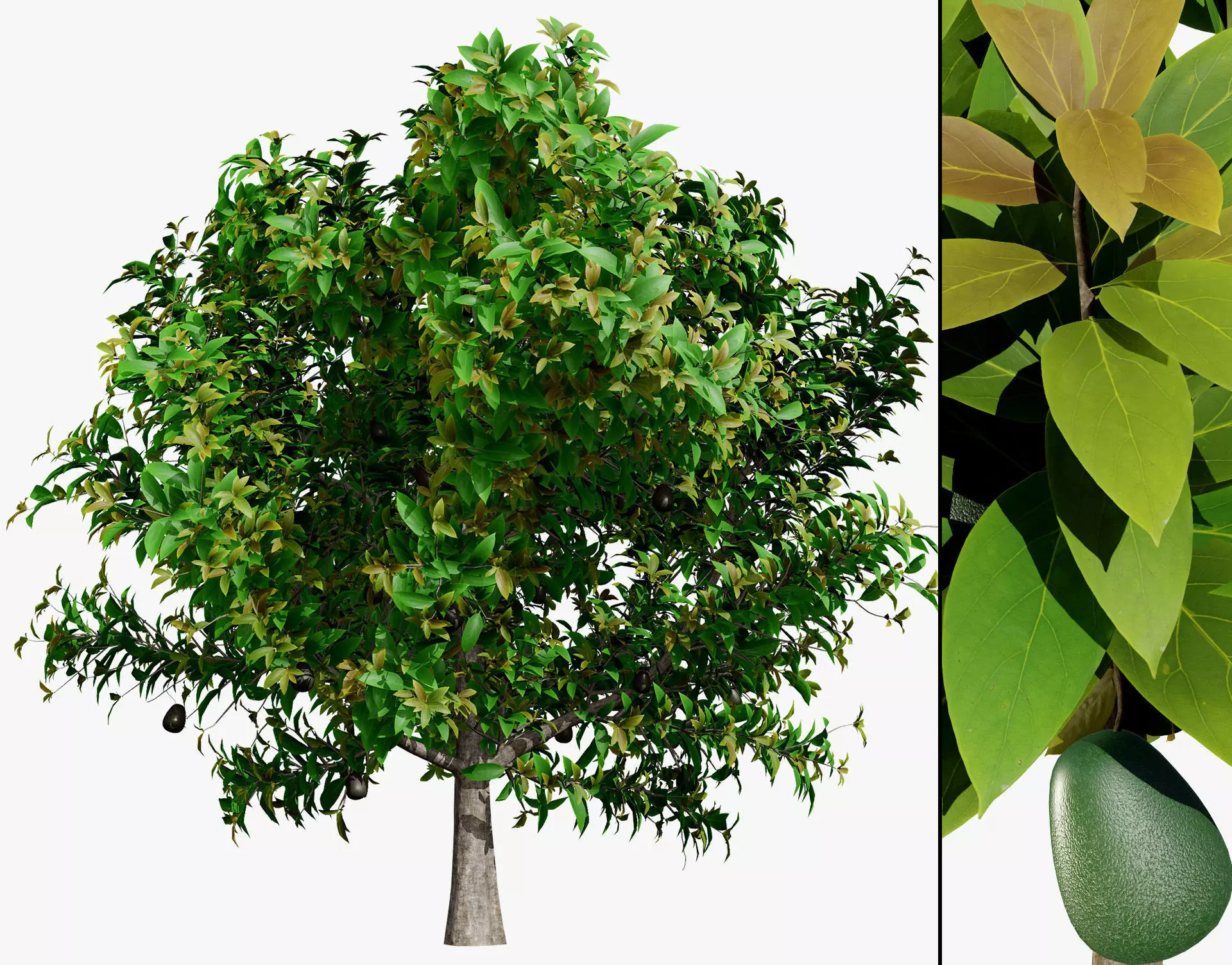 Realistic Avocado Tree 3D Model Low-poly 3D model_0
