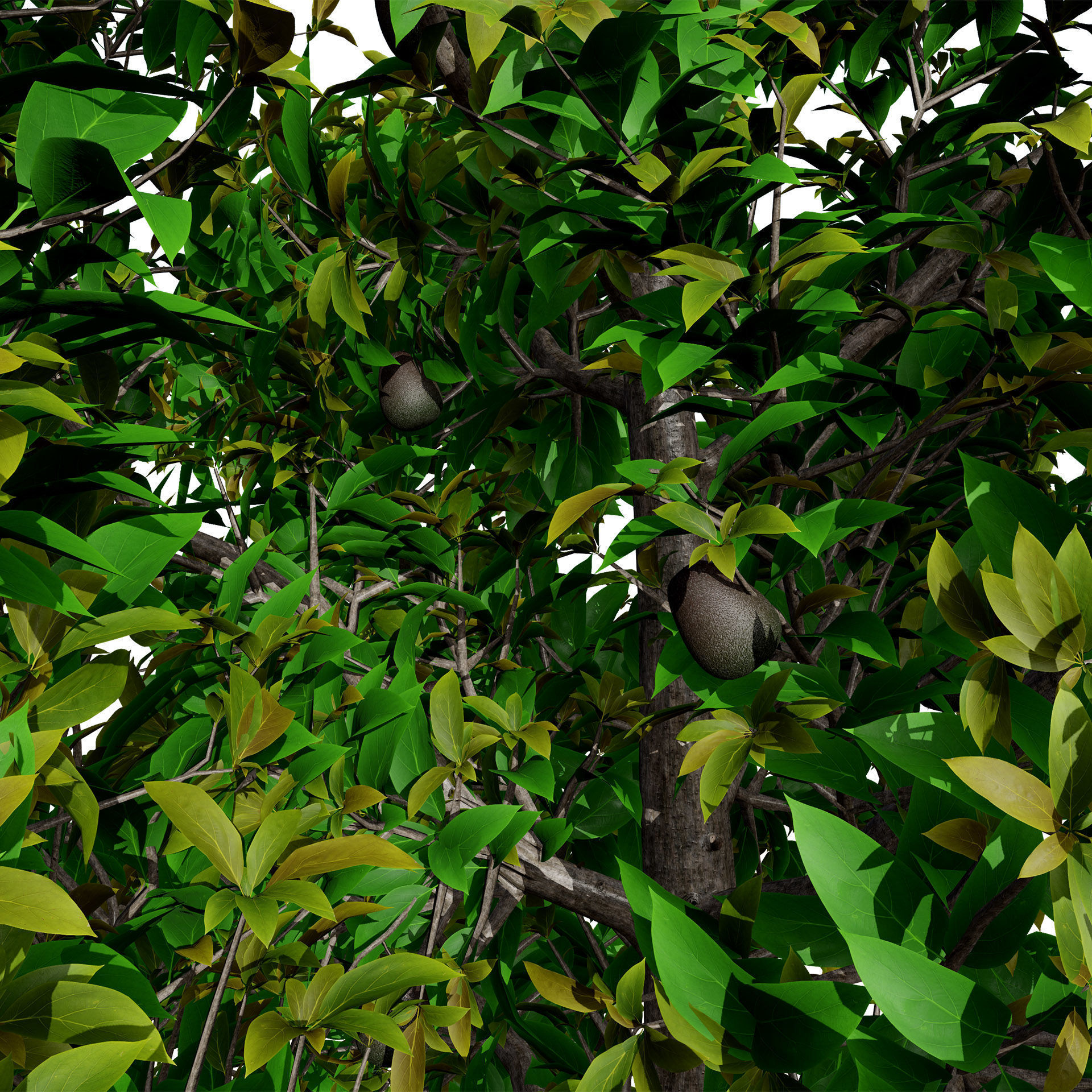 Realistic Avocado Tree 3D Model Low-poly 3D model_6