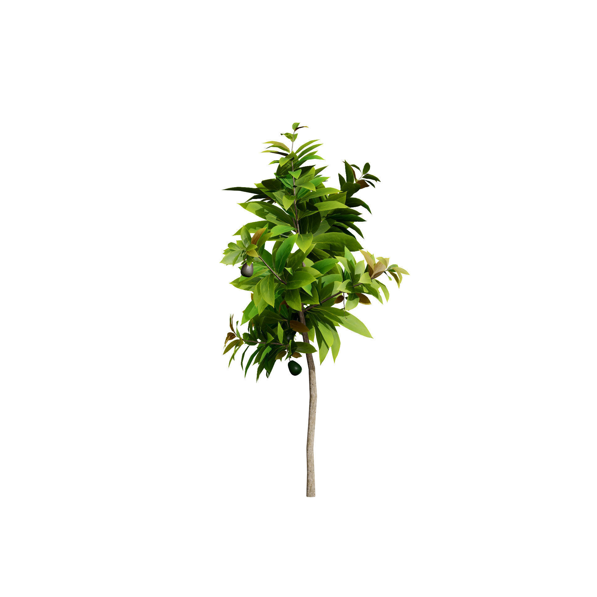 Realistic Avocado Tree 3D Model Low-poly 3D model_8