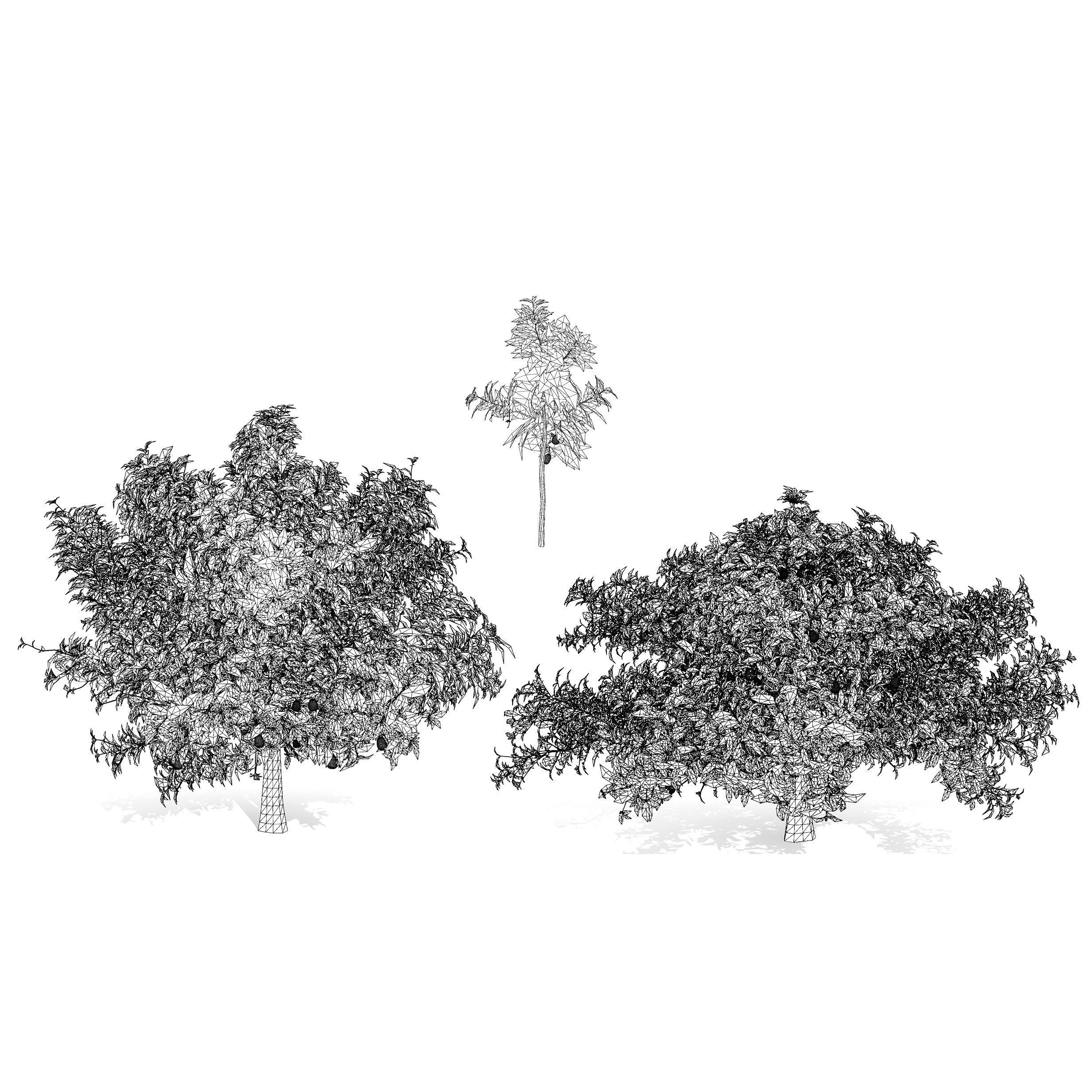 Realistic Avocado Tree 3D Model Low-poly 3D model_9