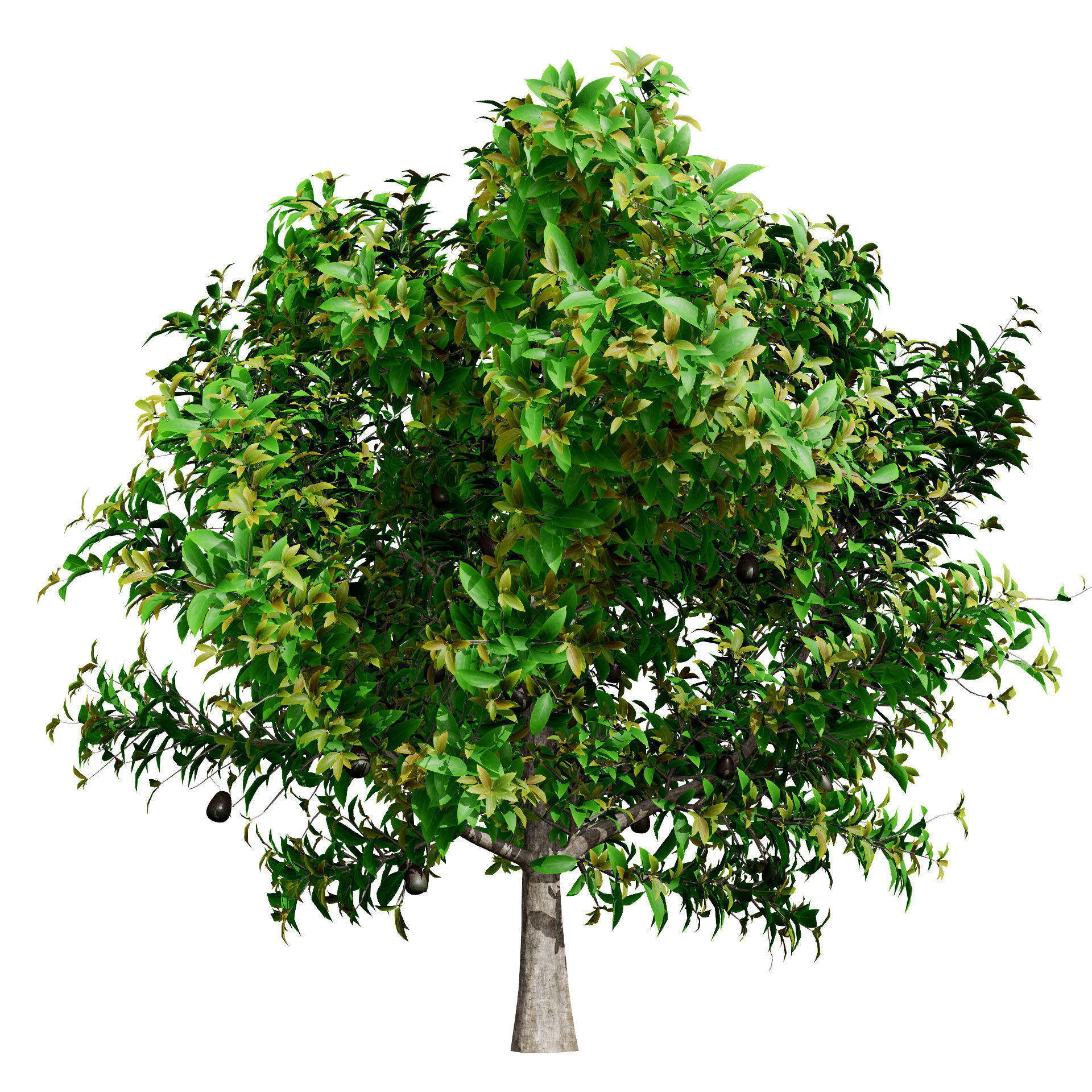 Realistic Avocado Tree 3D Model Low-poly 3D model_5