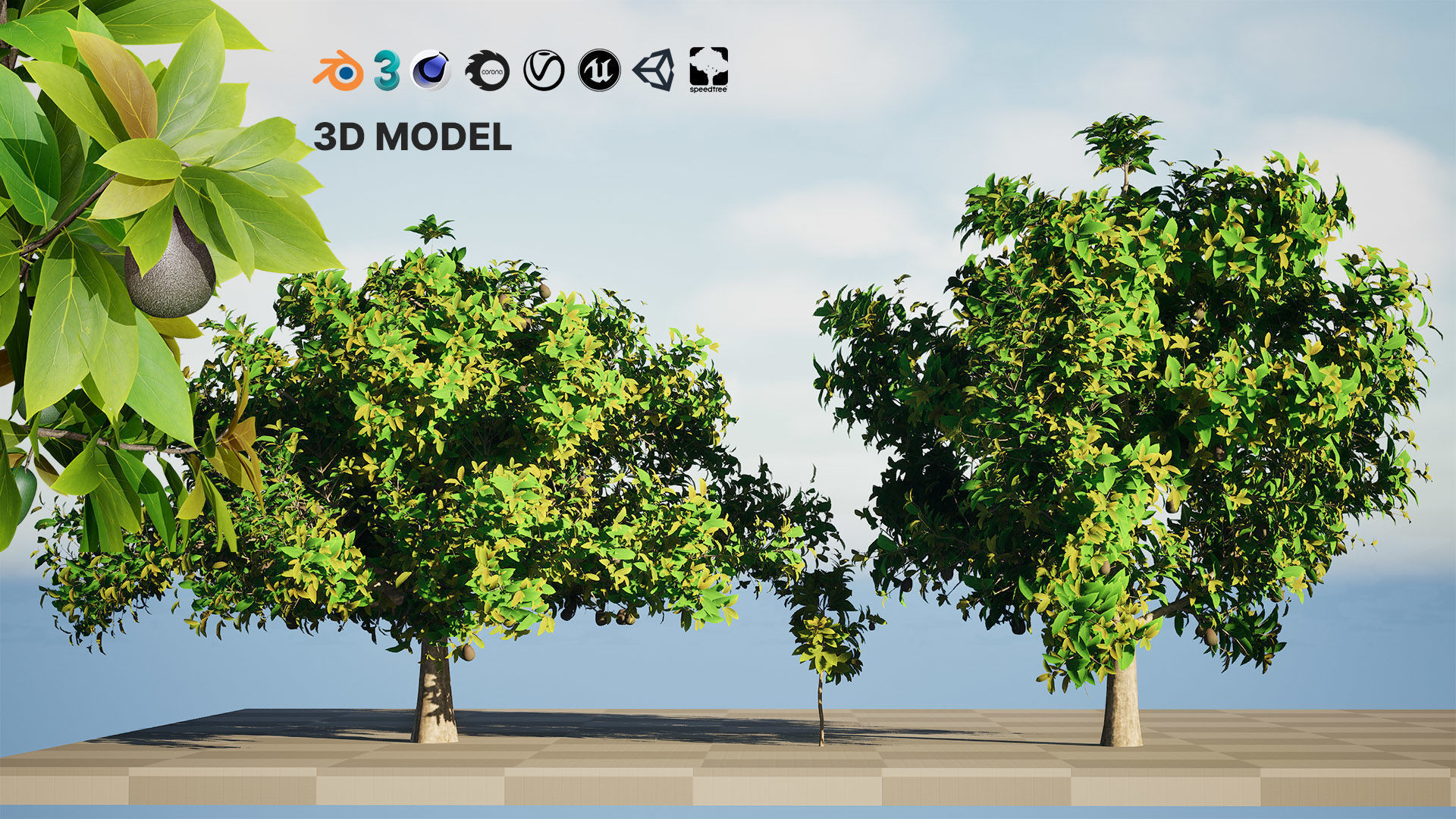 Realistic Avocado Tree 3D Model Low-poly 3D model_3