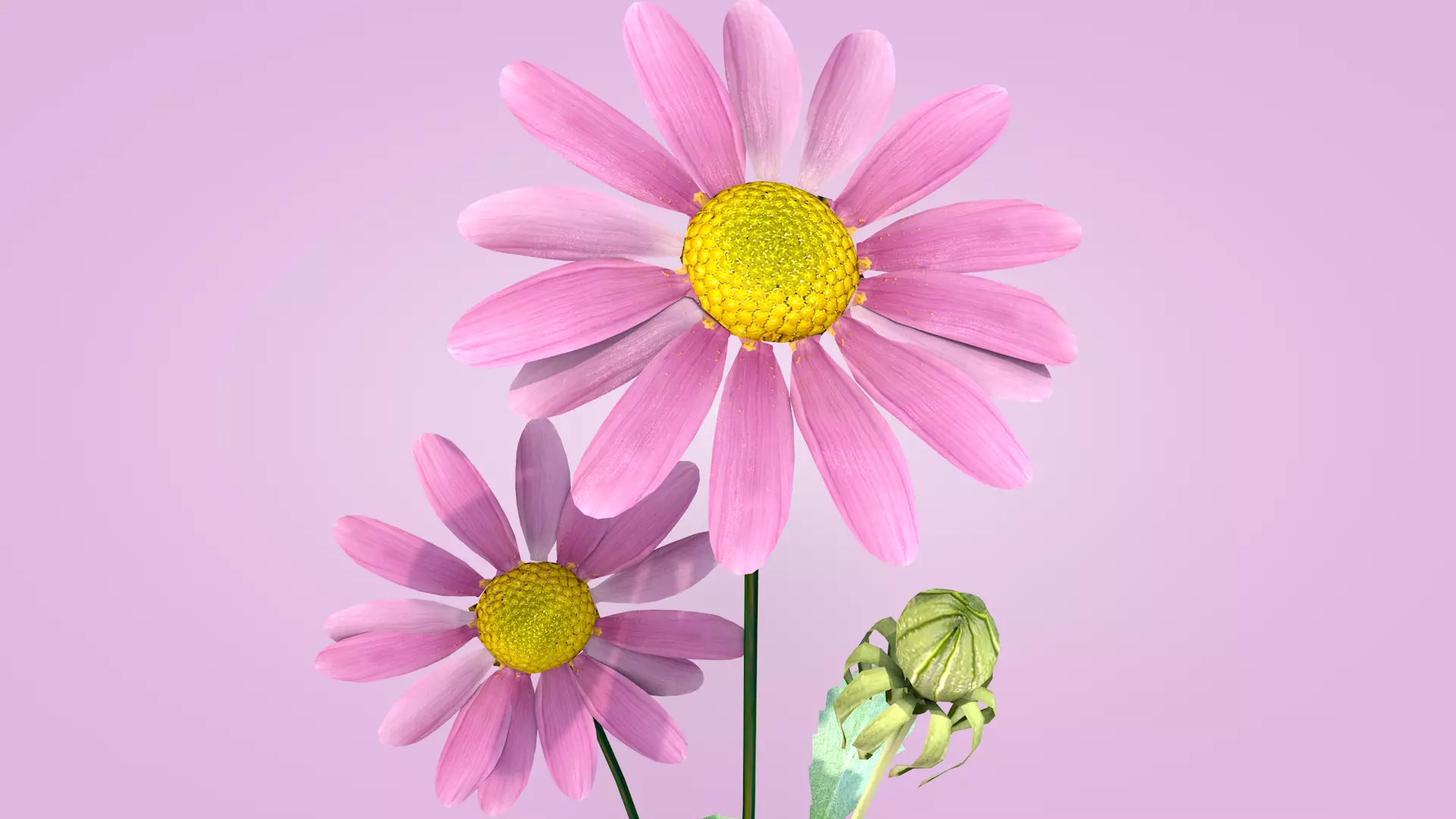 Daisy Flower Rosa 3D model_0