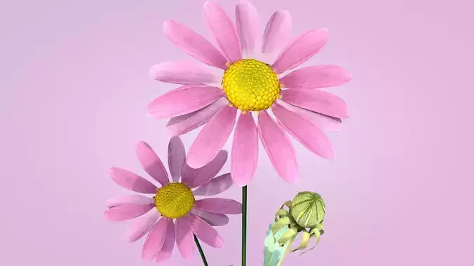 Daisy Flower Rosa 3D model