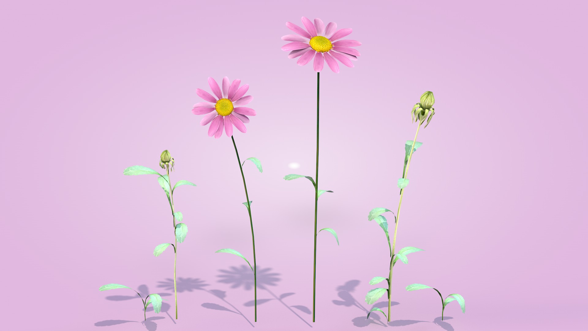 Daisy Flower Rosa 3D model_4
