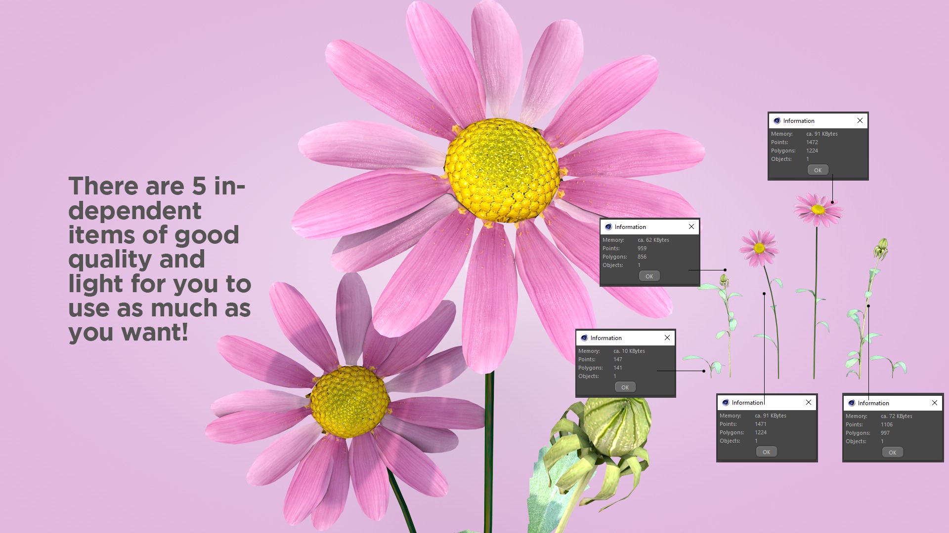 Daisy Flower Rosa 3D model_1