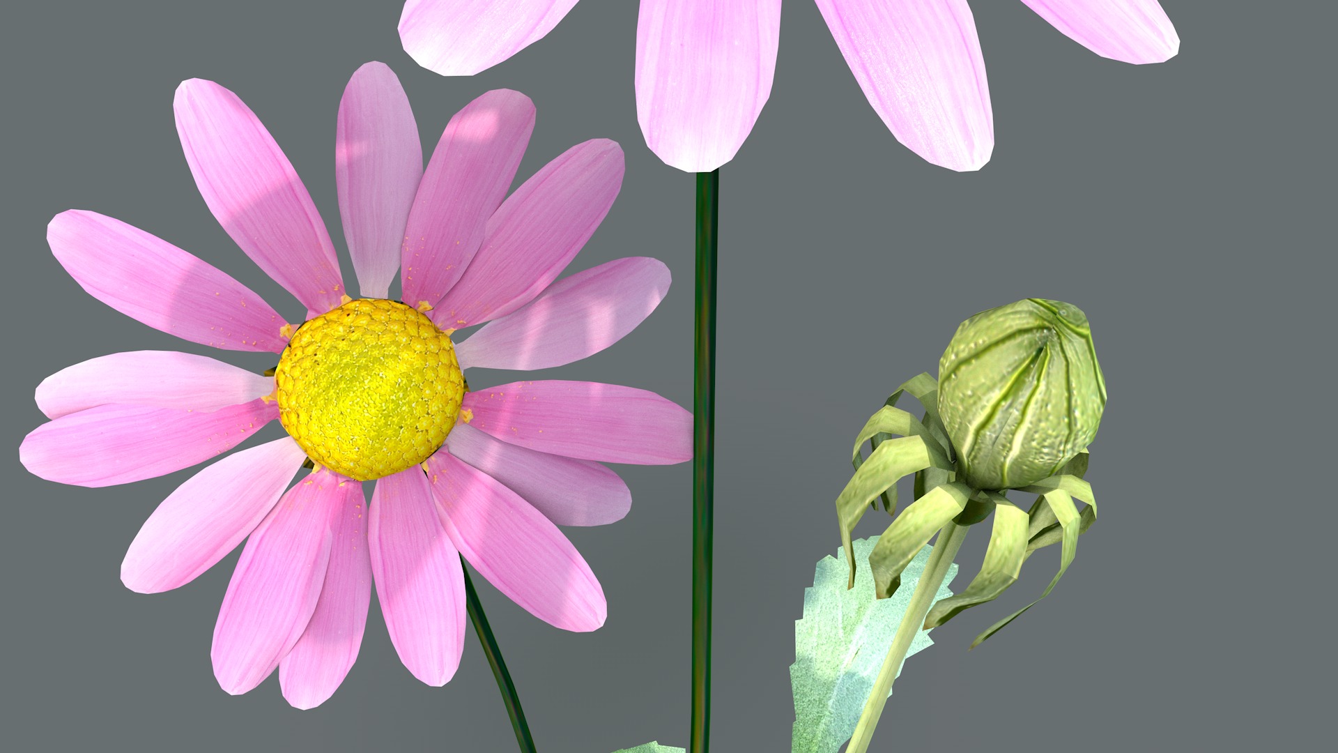 Daisy Flower Rosa 3D model_10