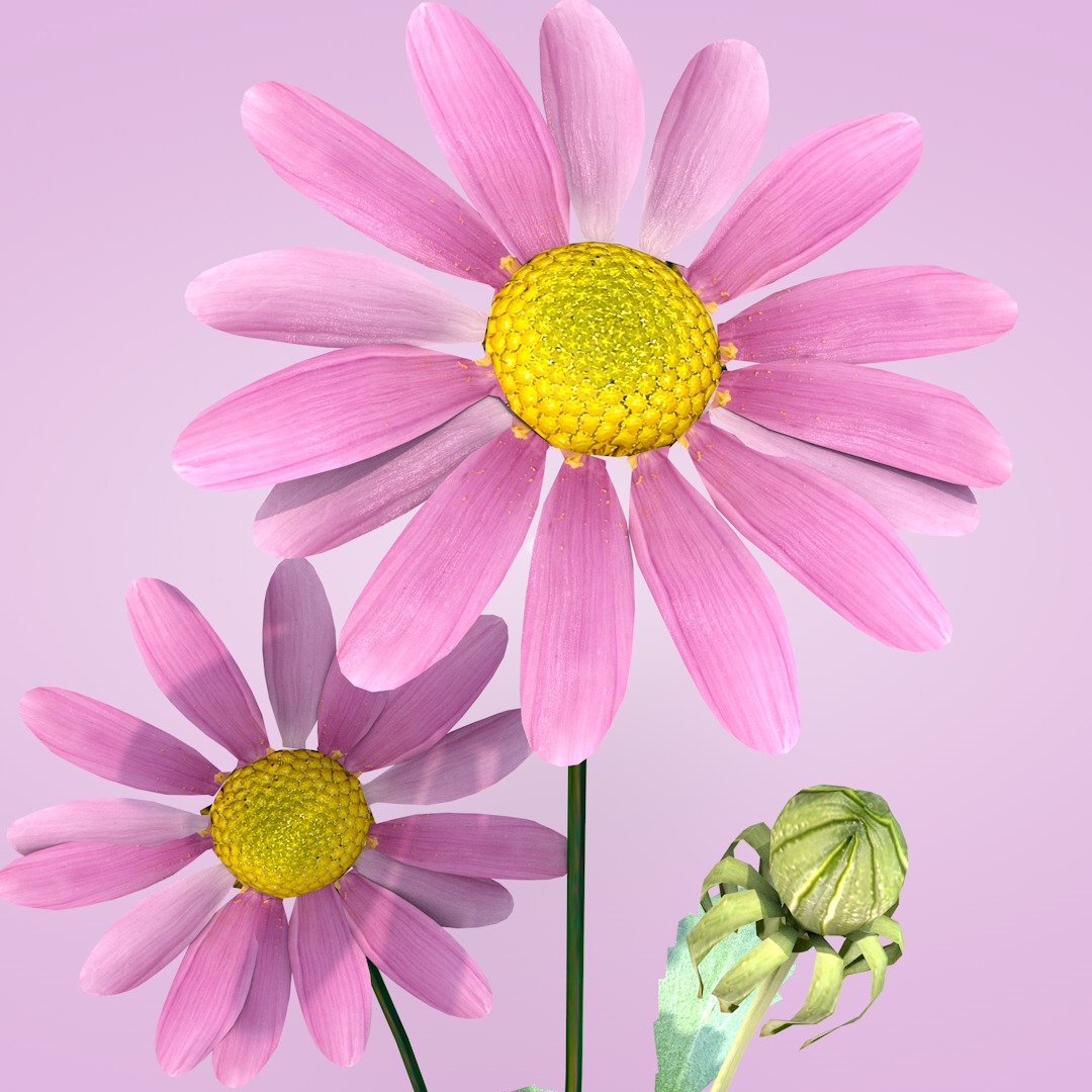 Daisy Flower Rosa 3D model_12