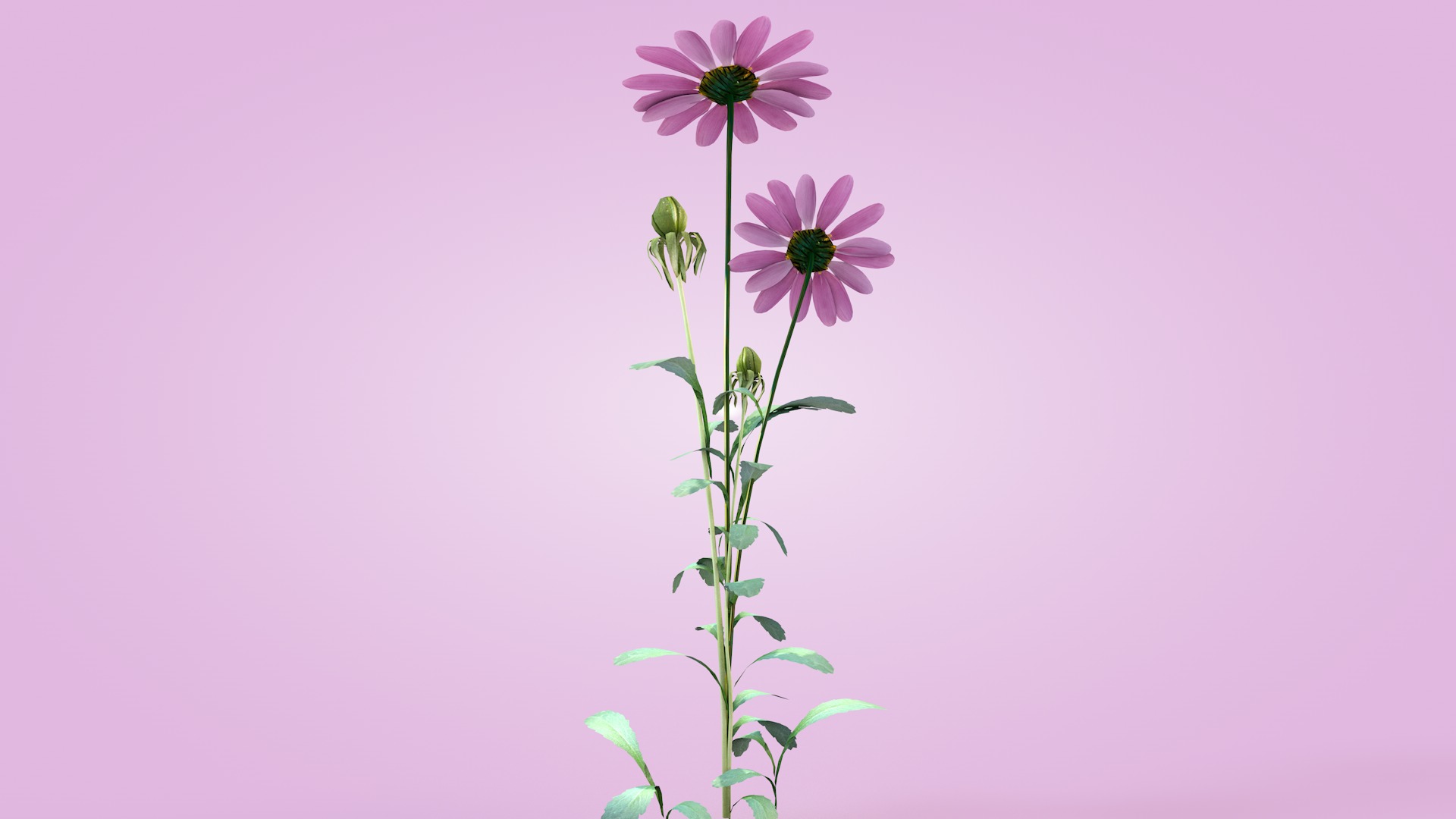 Daisy Flower Rosa 3D model_8