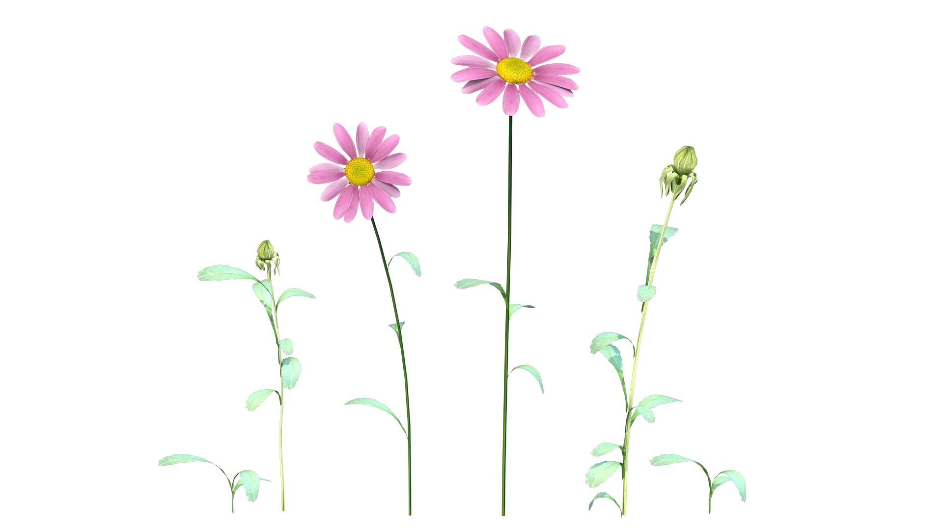 Daisy Flower Rosa 3D model_5