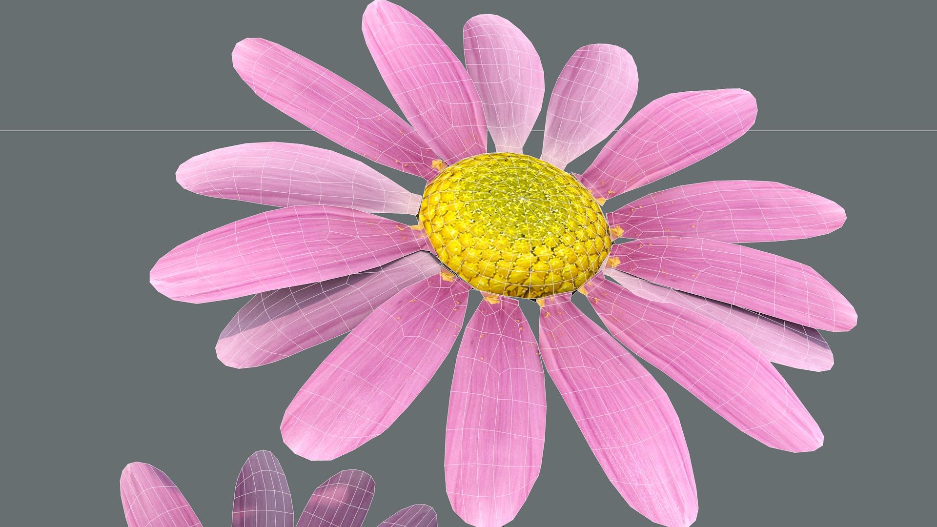 Daisy Flower Rosa 3D model_14