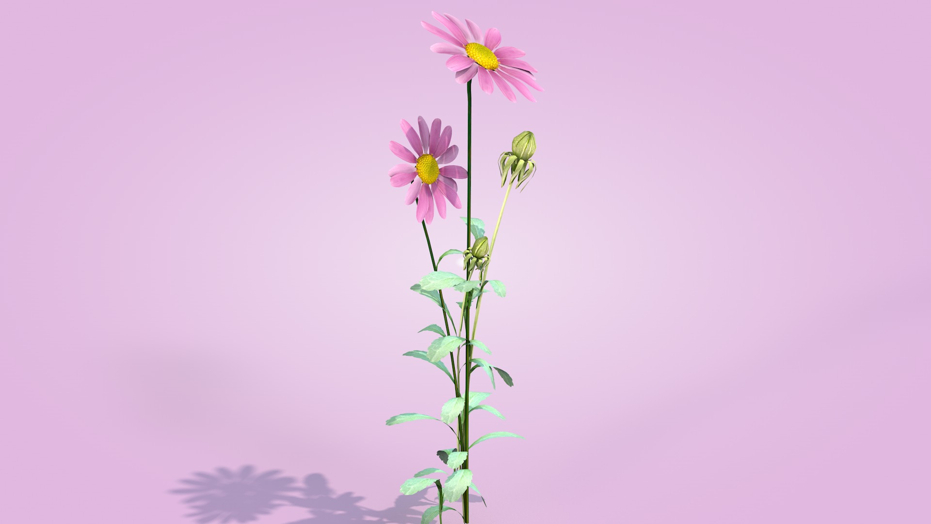 Daisy Flower Rosa 3D model_9