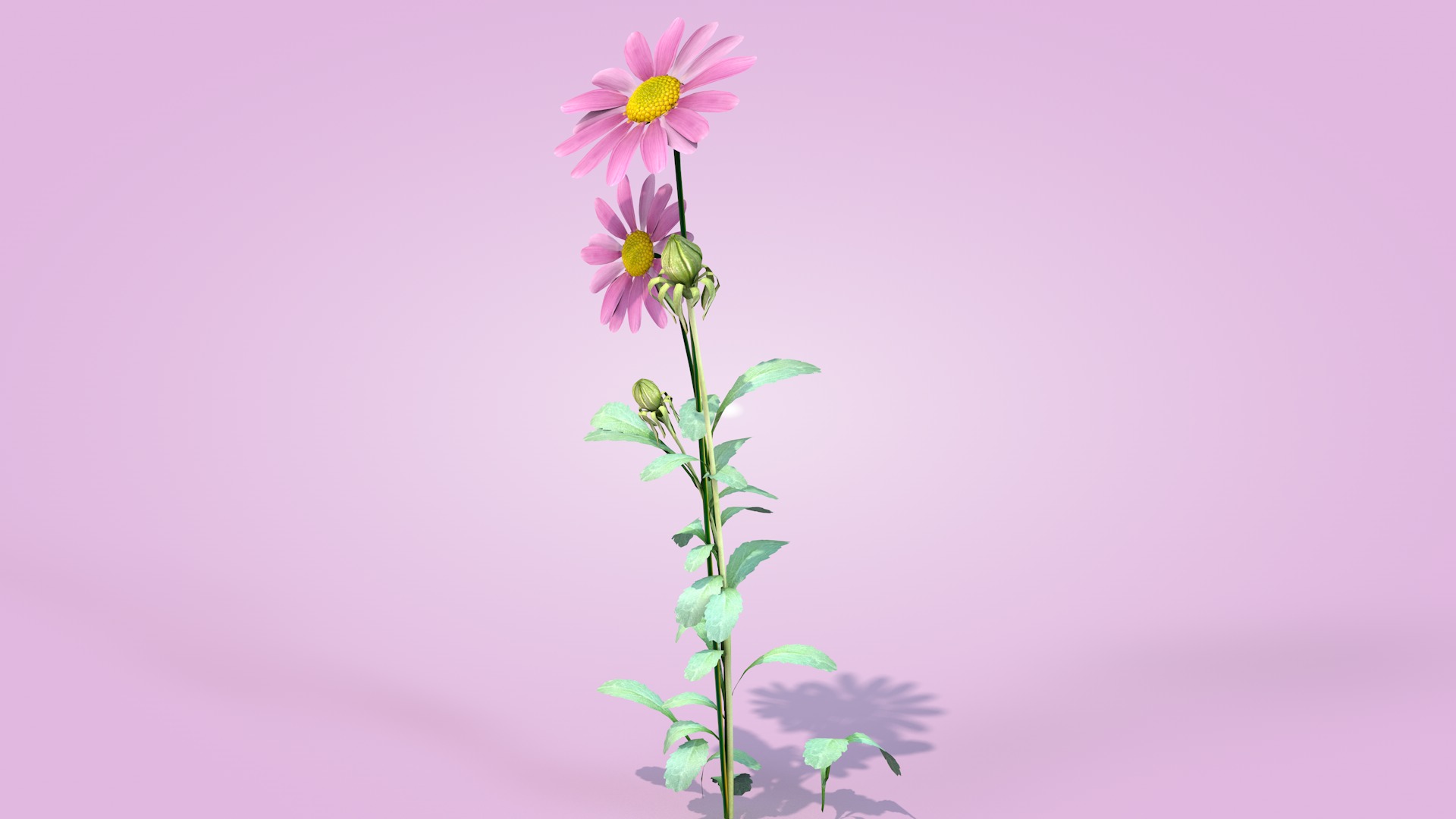 Daisy Flower Rosa 3D model_7