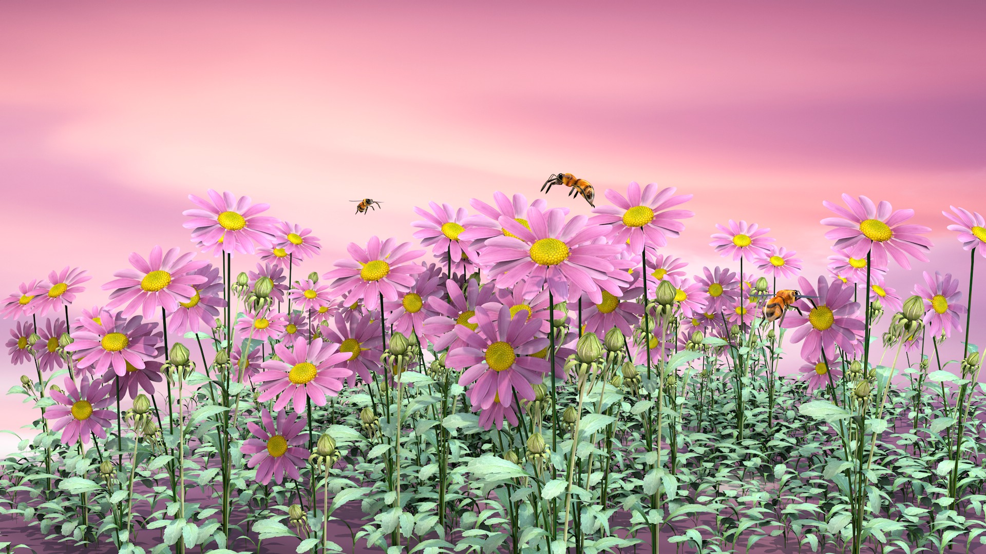 Daisy Flower Rosa 3D model_2