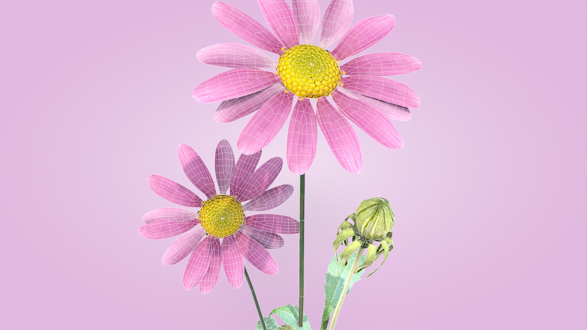 Daisy Flower Rosa 3D model_11