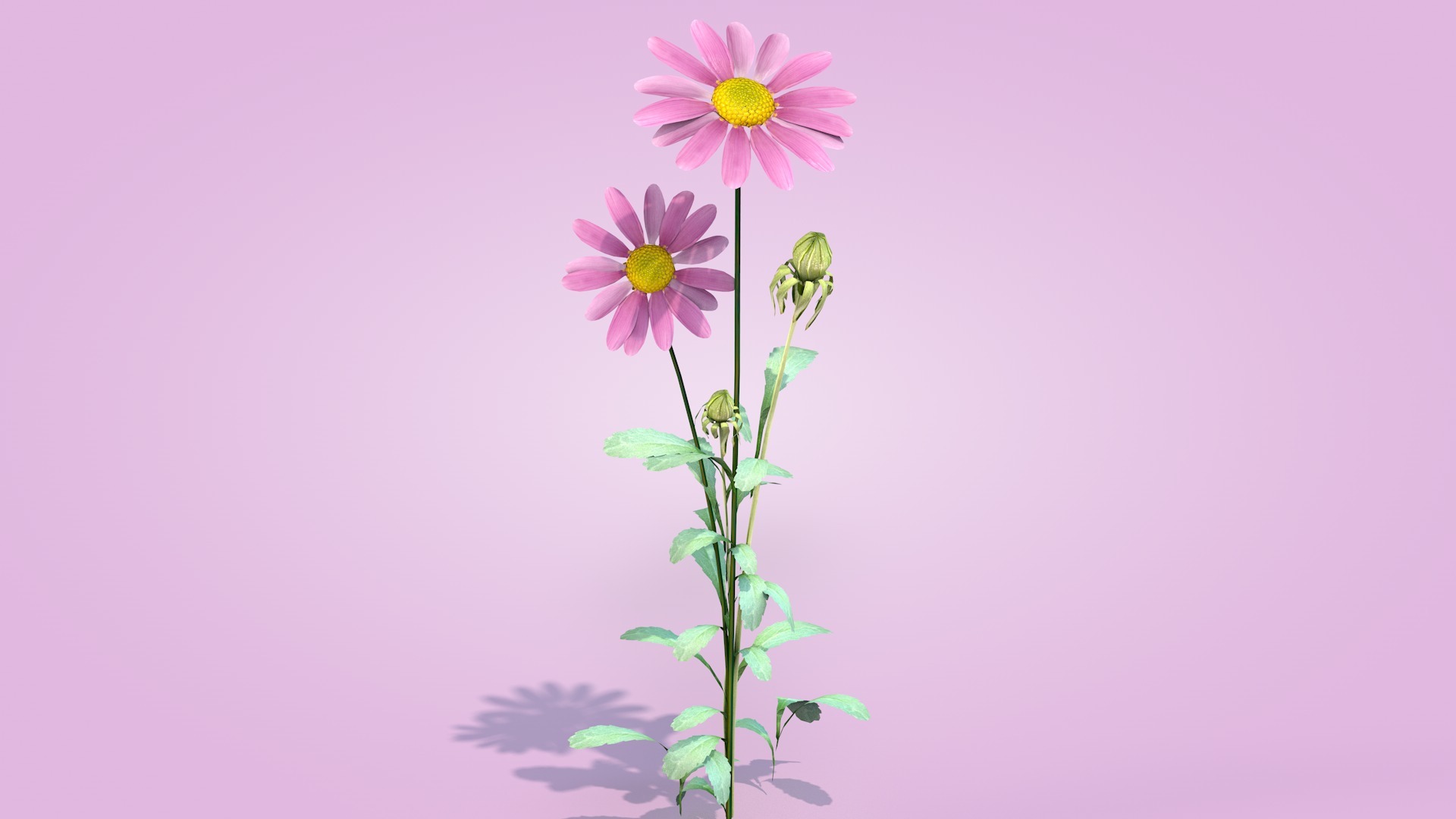 Daisy Flower Rosa 3D model_3