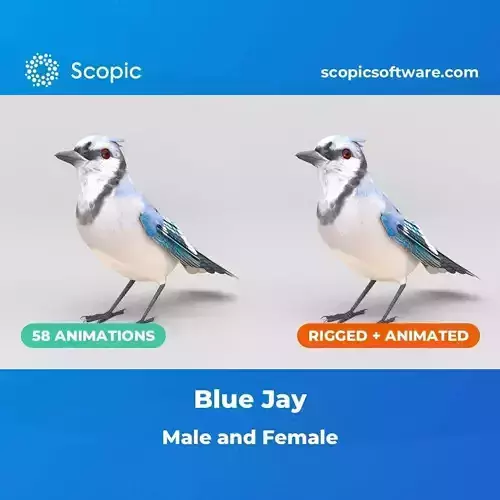3D Bird Pack Blue Jay Male and Female Low-poly 3D model