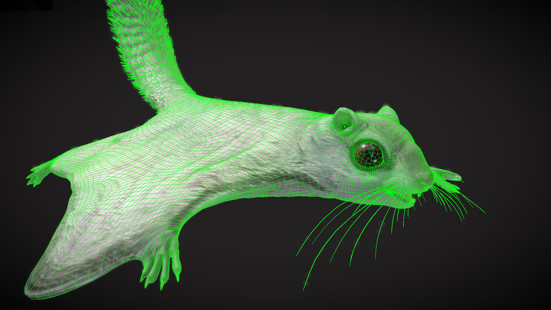 Siberian flying squirrel Low-poly 3D model_3