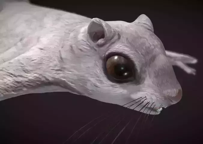 Siberian flying squirrel Low-poly 3D model