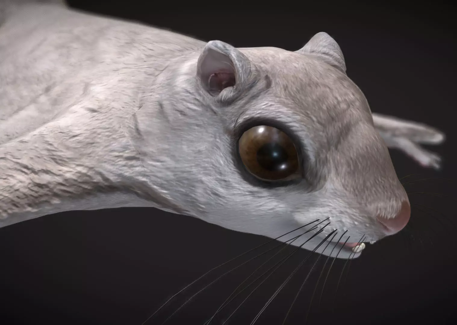 Siberian flying squirrel Low-poly 3D model_0