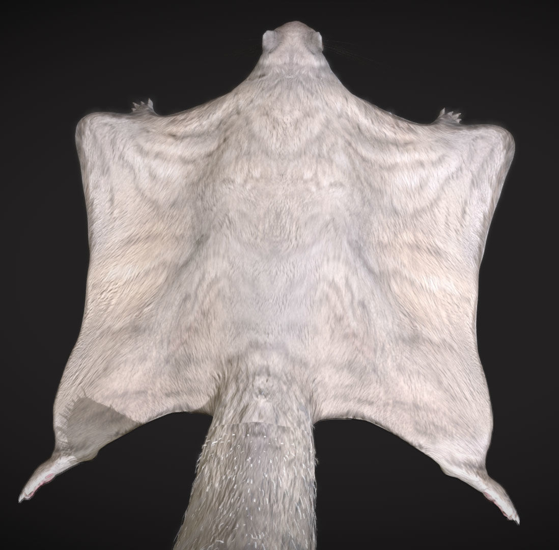 Siberian flying squirrel Low-poly 3D model_4