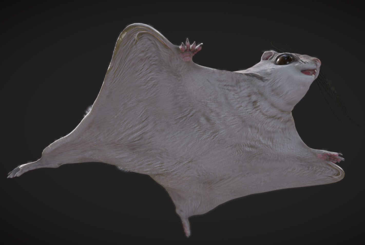 Siberian flying squirrel Low-poly 3D model_6