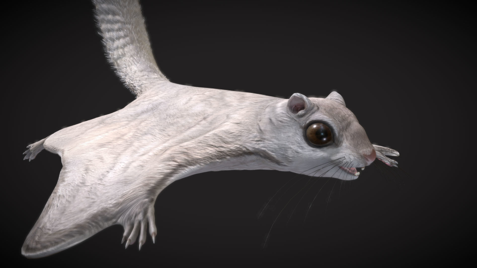 Siberian flying squirrel Low-poly 3D model_2