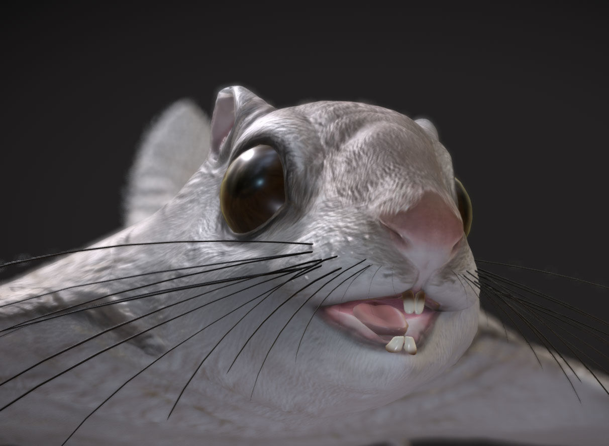 Siberian flying squirrel Low-poly 3D model_1