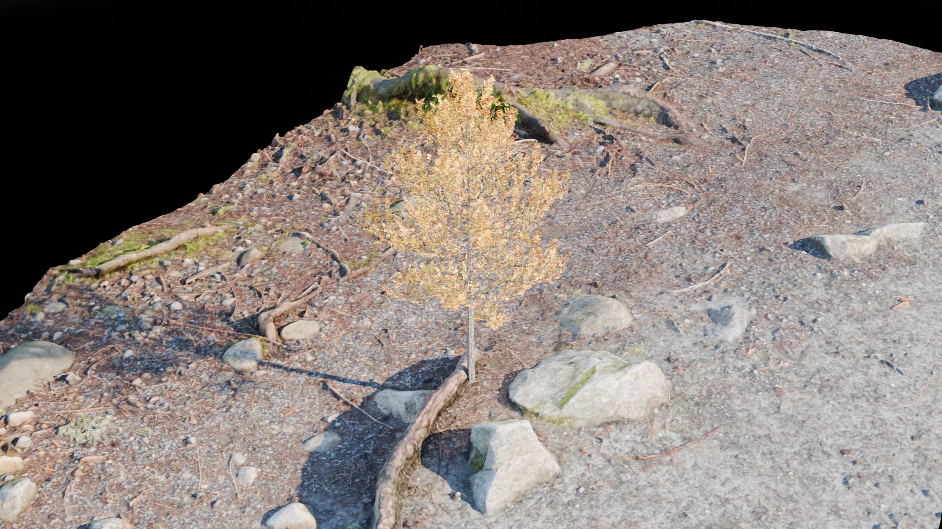 Deciduous tree 3D model