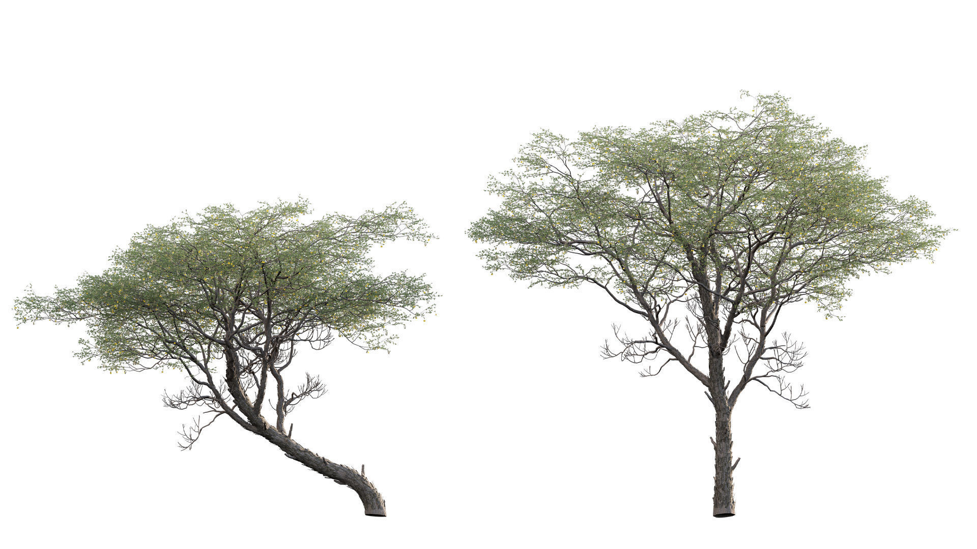 Vachellia erioloba - Camel thorn 02 Low-poly 3D model_2