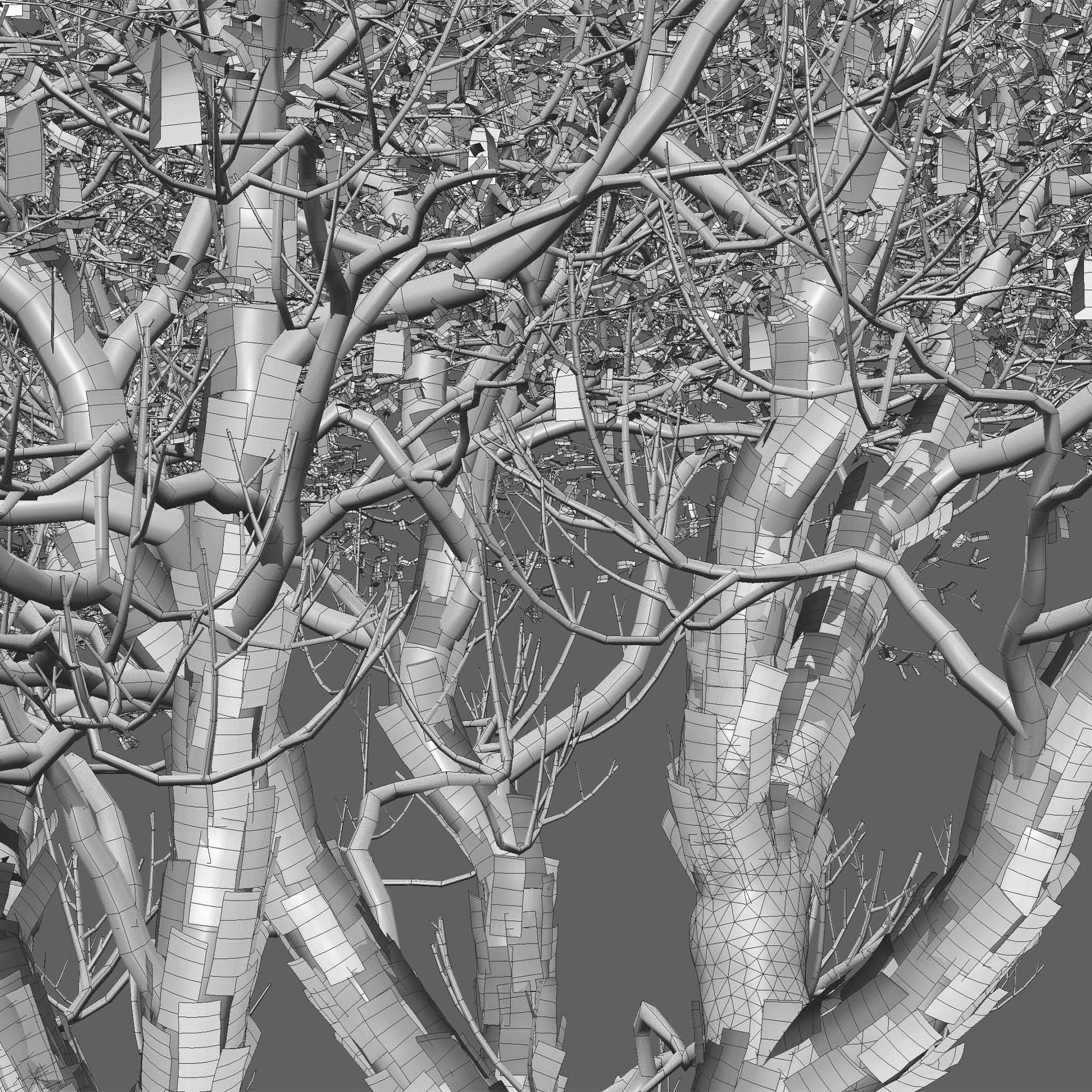 Vachellia erioloba - Camel thorn 02 Low-poly 3D model_5