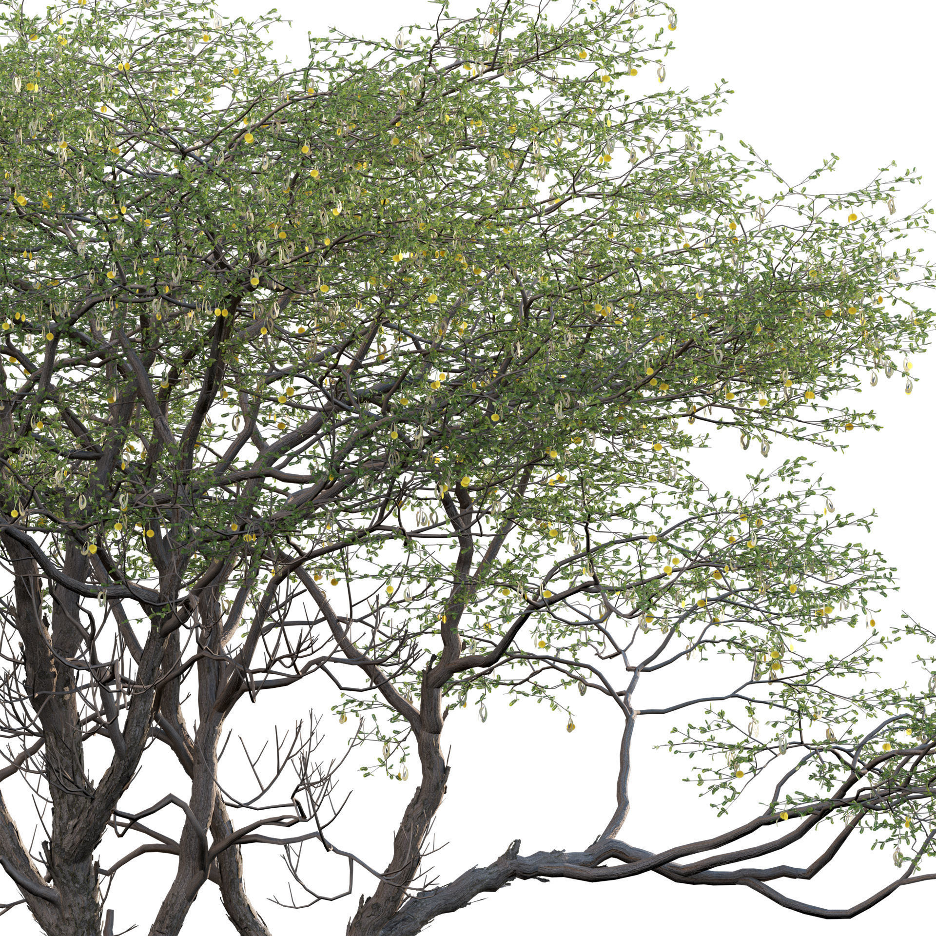 Vachellia erioloba - Camel thorn 02 Low-poly 3D model_3