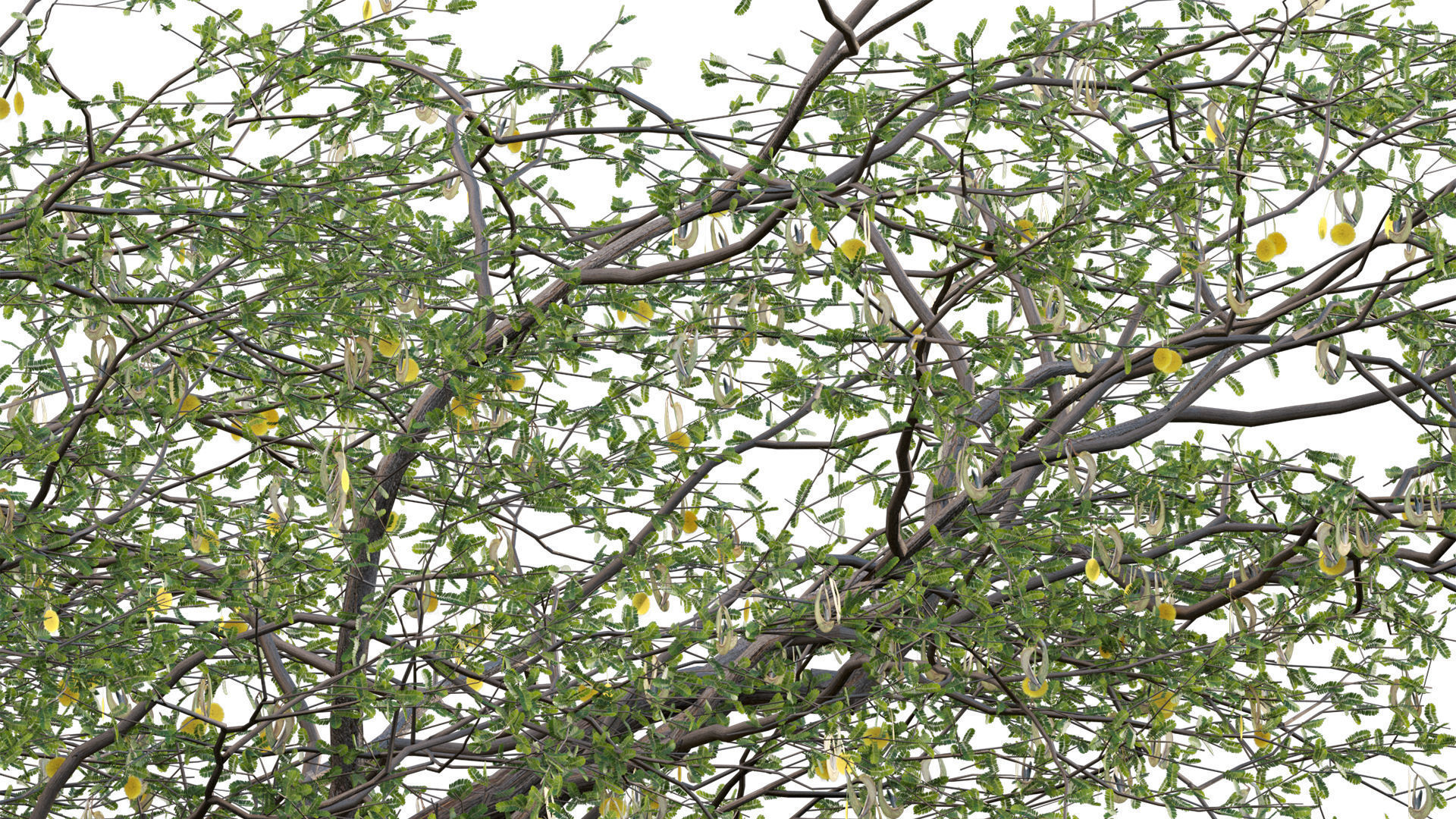 Vachellia erioloba - Camel thorn 02 Low-poly 3D model_8