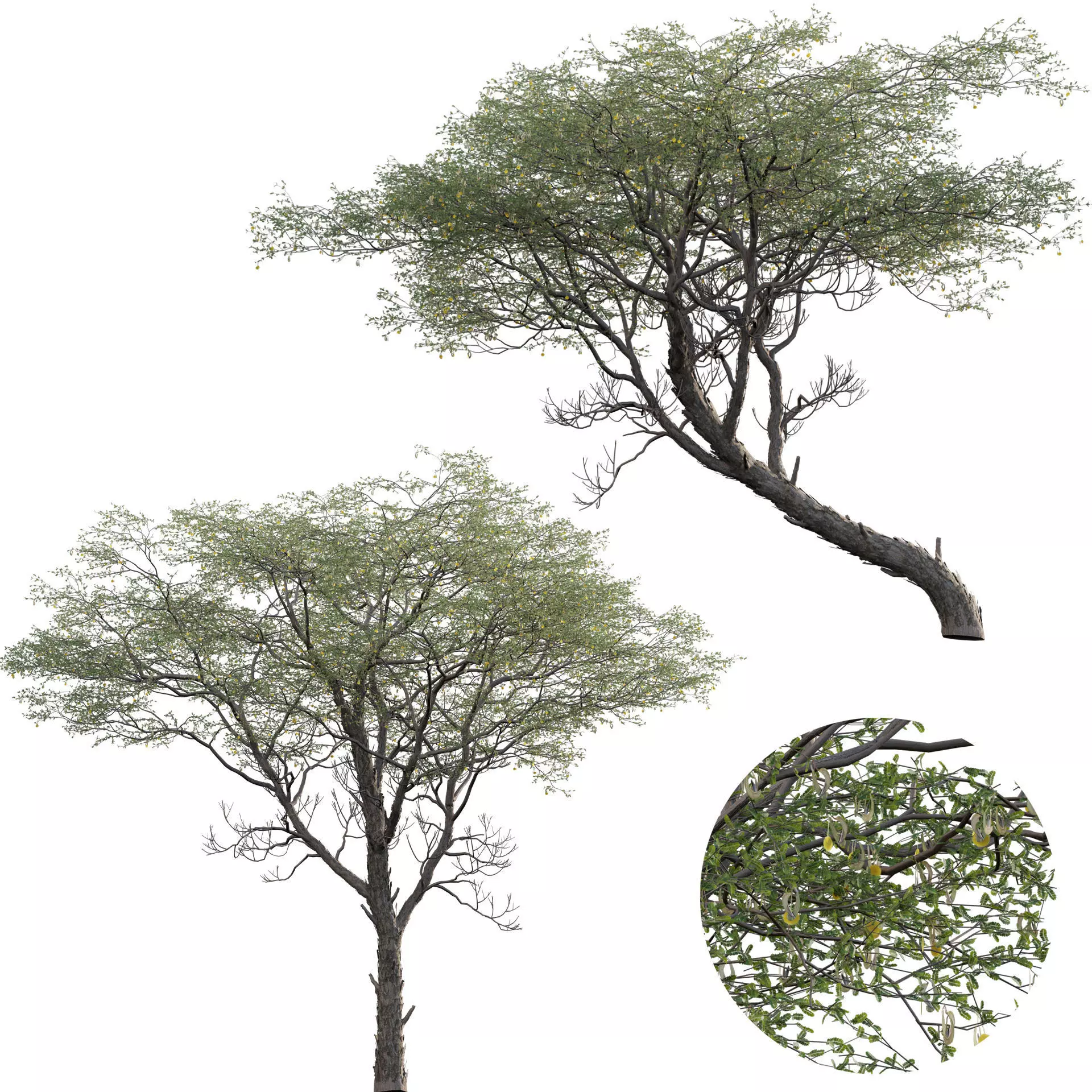 Vachellia erioloba - Camel thorn 02 Low-poly 3D model_0