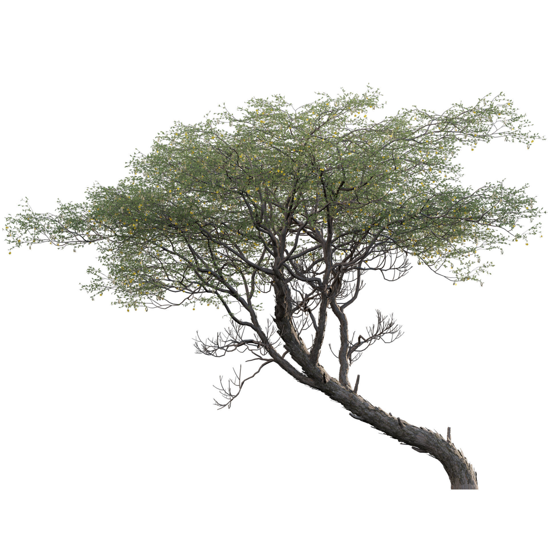 Vachellia erioloba - Camel thorn 02 Low-poly 3D model_1