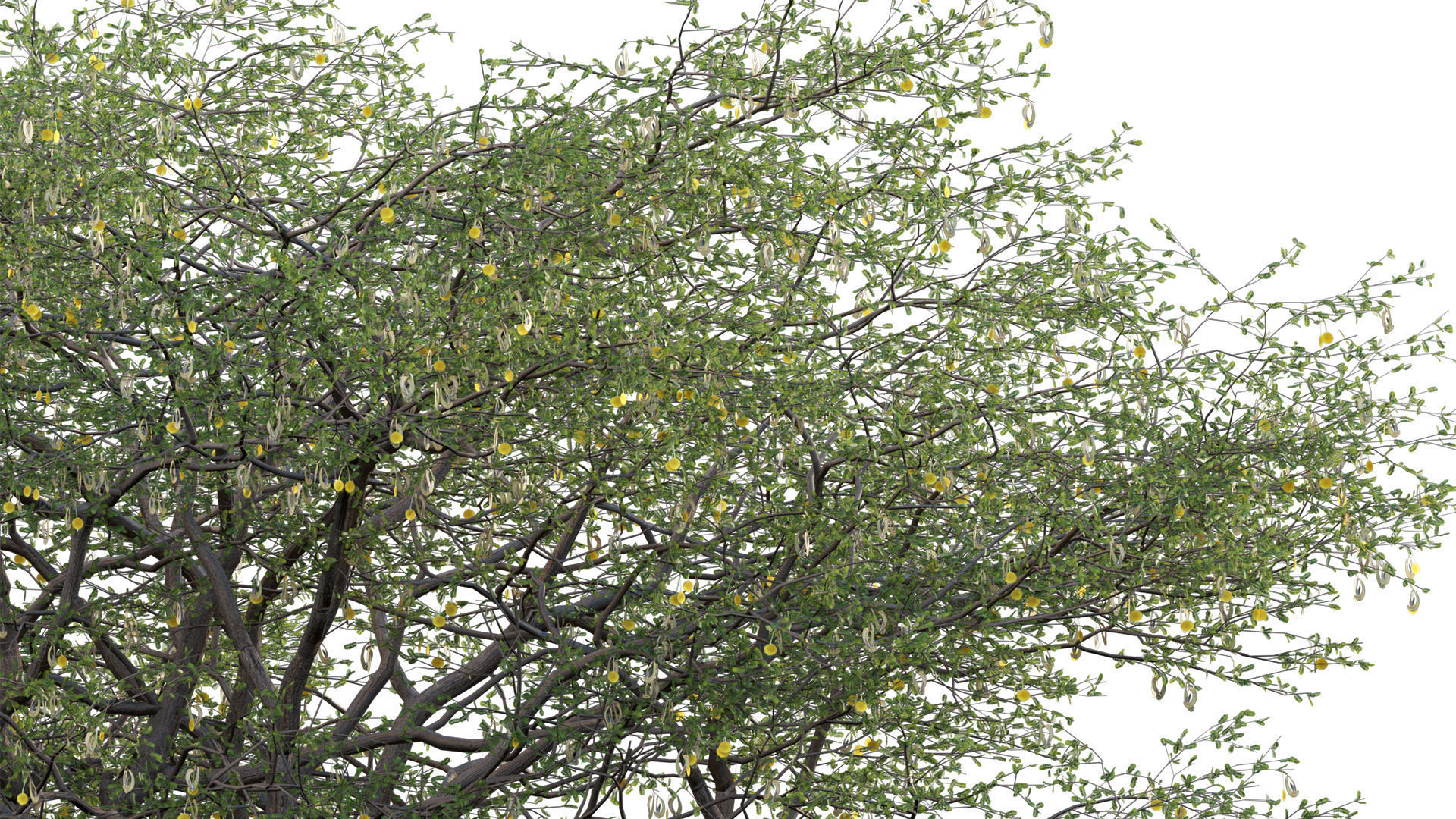Vachellia erioloba - Camel thorn 02 Low-poly 3D model_6