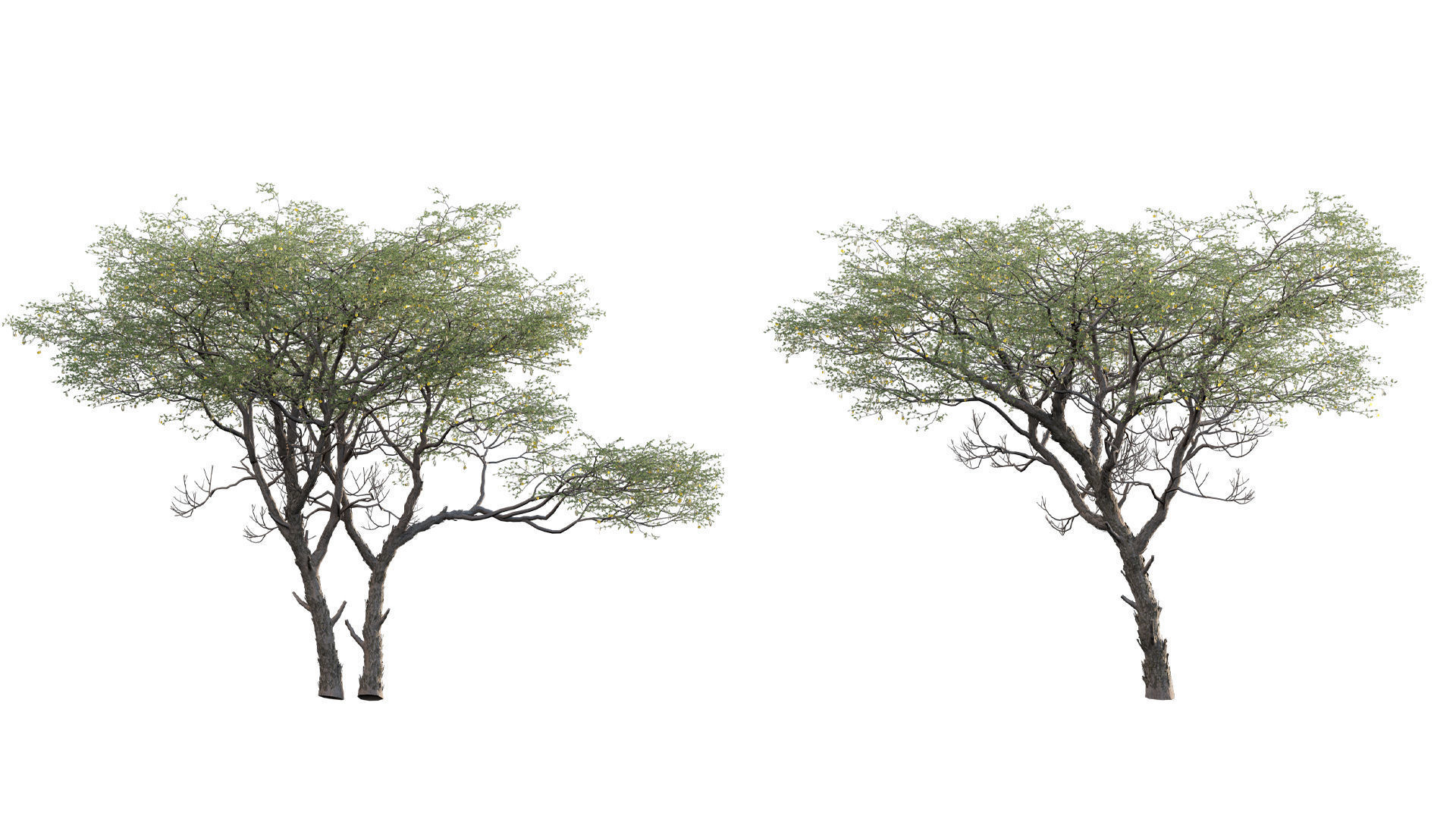 Vachellia erioloba - Camel thorn 03 3D model_4