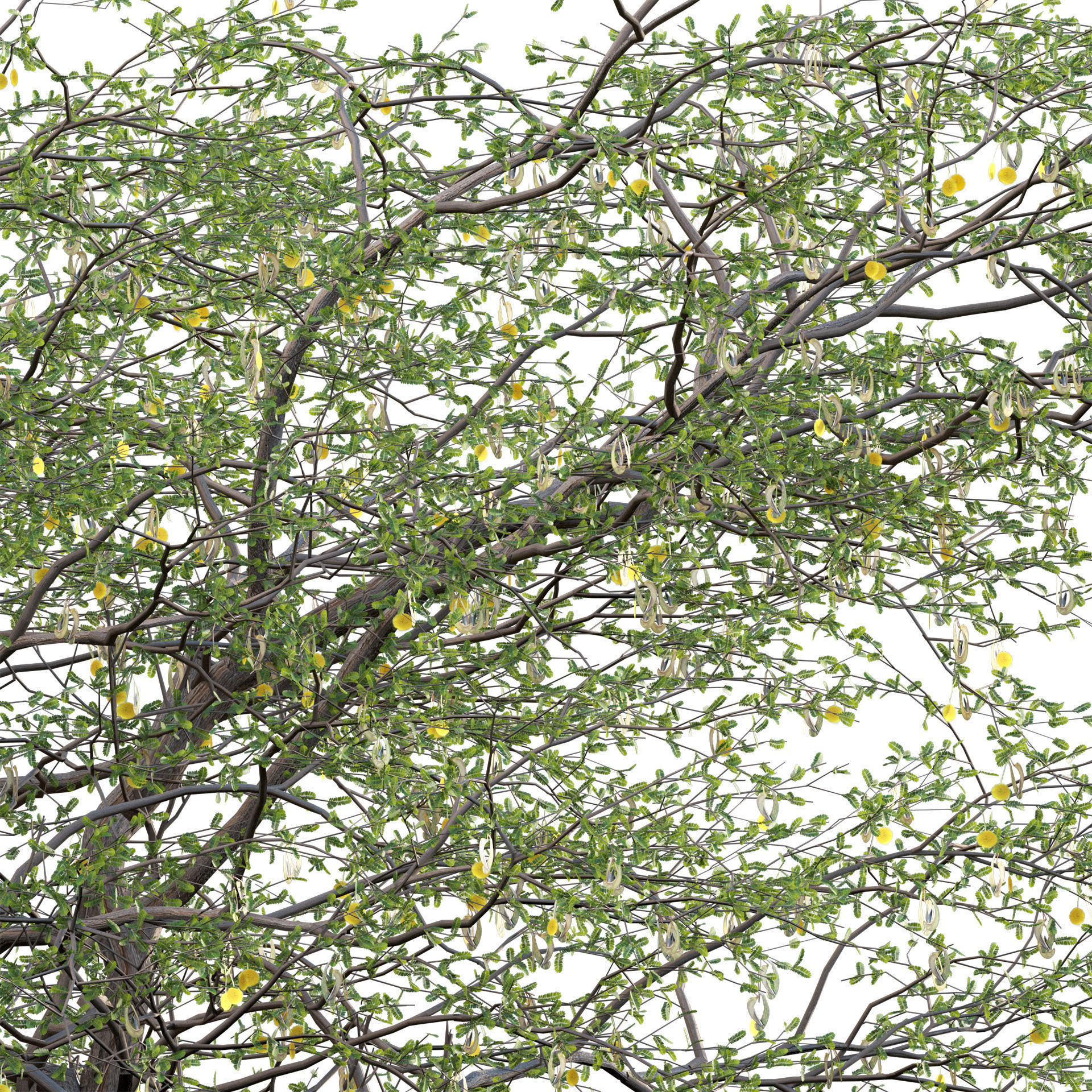 Vachellia erioloba - Camel thorn 03 3D model_2